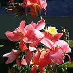 Feriehus Sweet House Of The Flowers *
