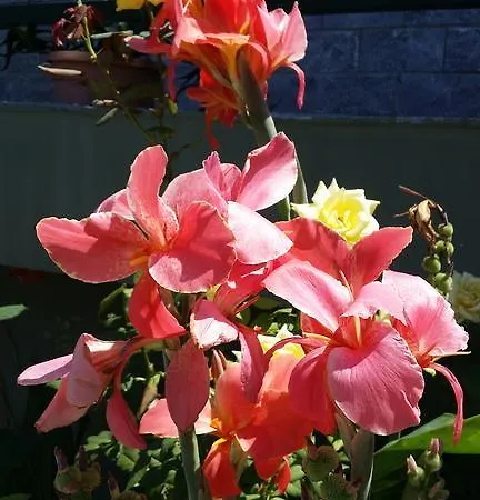 Feriehus Sweet House Of The Flowers *